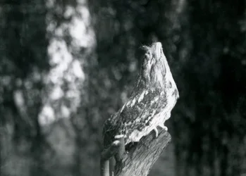 Das kryptische Gefieder und die Ruheposition eines Eulenschwalm tarnen ihn auf einem Ast im Londoner Zoo, Dezember 1921